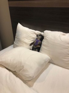 9C0D7204-5173-4F9D-BDFA-EF802F9EFBD5